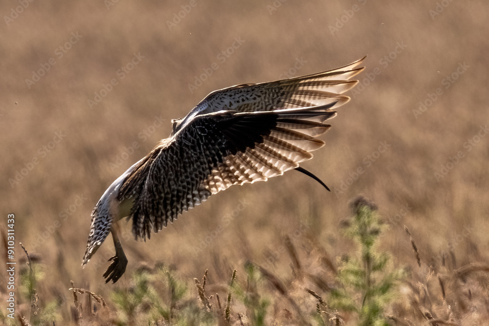 Obraz premium Curlew in flight with backlit wings