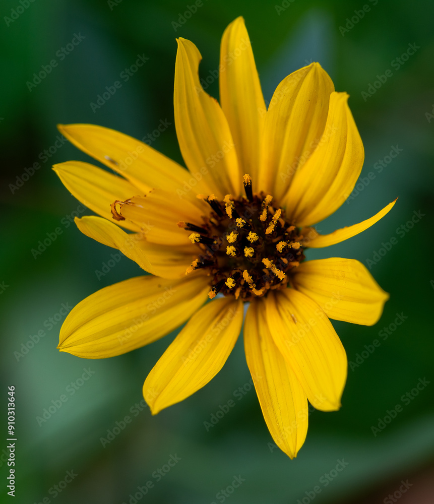 wild helianthus flower in the forest wild helianthus flower in the forest