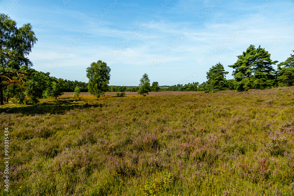 Fototapeta premium Ein herrliche Wanderung durch die einzigartige und farbenfrohe Landschaft der Behringer Heide - Bispingen - Niedersachsen - Deutschland