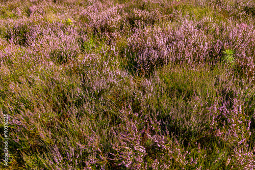 Ein herrliche Wanderung durch die einzigartige und farbenfrohe Landschaft der Behringer Heide - Bispingen - Niedersachsen - Deutschland photo