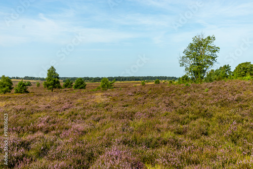 Ein herrliche Wanderung durch die einzigartige und farbenfrohe Landschaft der Behringer Heide - Bispingen - Niedersachsen - Deutschland photo