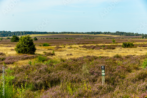 Ein herrliche Wanderung durch die einzigartige und farbenfrohe Landschaft der Behringer Heide - Bispingen - Niedersachsen - Deutschland photo