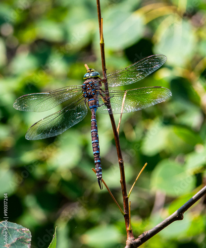 Darner dragonfly on a tree branch photo