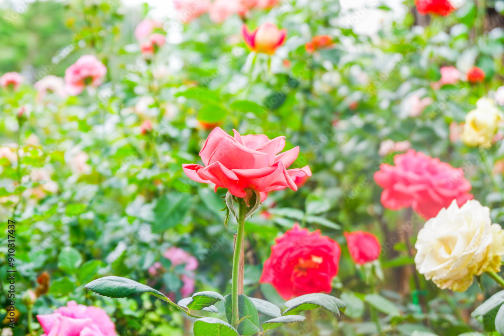 Obraz premium Multicolored rose in flower garden,Сolorful roses in rose garden,English roses of different colors in english garden.
