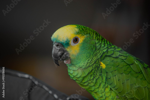 Green amazon bird