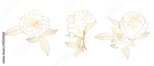 Set with golden roses flowers bouquet and leves isolated on white background. 