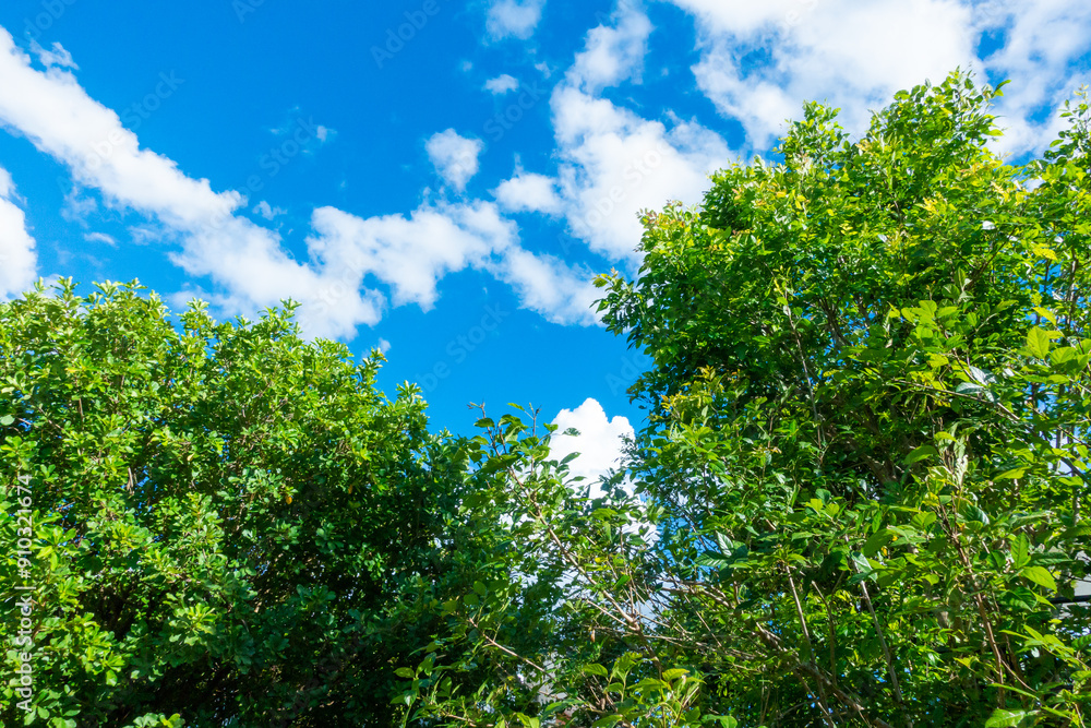 Tree branch on blue sky background ,Summer background concept,home garden in vacation time. Tree branch on blue sky background ,Summer background concept,home garden in vacation time.