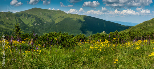 panorama of mountain herbs and purple, yellow flowers at summertime at Chorno...