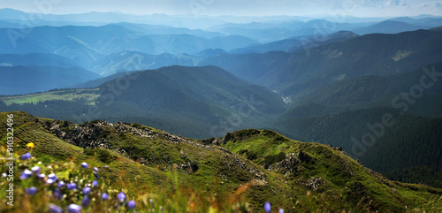 panorama of the Chornohirsky massif with purple flowers, Carpathians, silhoue...