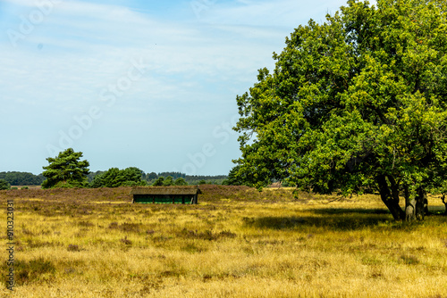 Ein herrliche Wanderung durch die einzigartige und farbenfrohe Landschaft der Behringer Heide - Bispingen - Niedersachsen - Deutschland photo