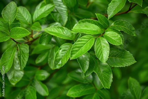 Close-up of a tree branch with young green leaves, blurred background. Spring foliage, macro photography.. Beautiful simple AI generated image in 4K, unique.