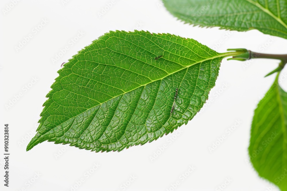 A macro close-up photo of the green leaves of the houseplant stephanotis jasmine. New leaf shoots. Copy space for text. Beautiful simple AI generated image in 4K, unique. A macro close-up photo of the green leaves of the houseplant stephanotis jasmine. New leaf shoots. Copy space for text. Beautiful simple AI generated image in 4K, unique.