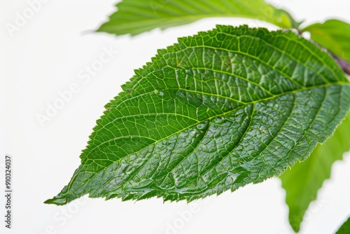 Close-up of raindrops on leaves.
. Beautiful simple AI generated image in 4K, unique.