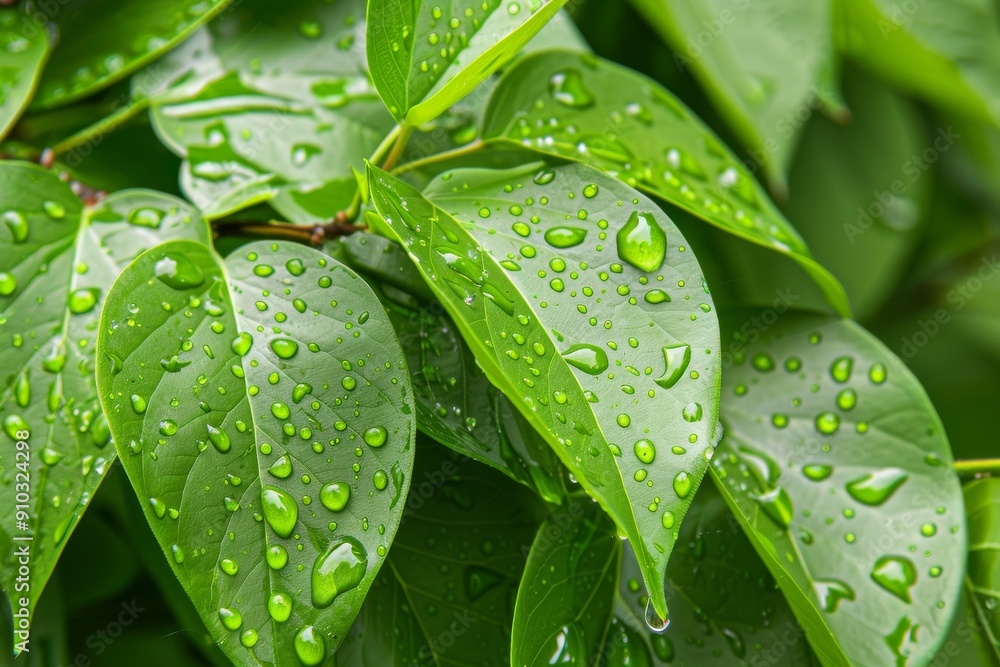 Close-up of vibrant green leaves with dew drops, showcasing nature's freshness and beauty in a detailed botanical macro shot.. Beautiful simple AI generated image in 4K, unique. Close-up of vibrant green leaves with dew drops, showcasing nature's freshness and beauty in a detailed botanical macro shot.. Beautiful simple AI generated image in 4K, unique.
