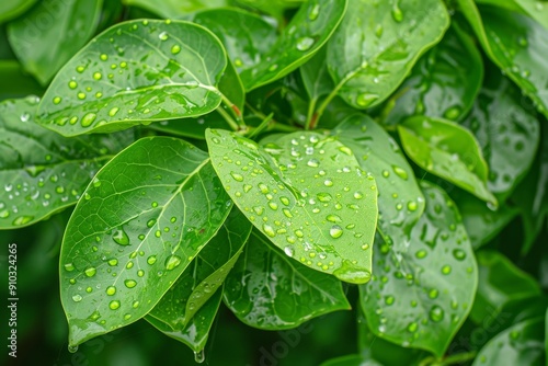 A macro close-up photo of the green leaves of the houseplant stephanotis jasmine. New leaf shoots. Copy space for text. Beautiful simple AI generated image in 4K, unique.