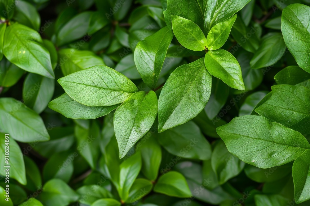 A macro close-up photo of the green leaves of the houseplant stephanotis jasmine. New leaf shoots. Copy space for text. Beautiful simple AI generated image in 4K, unique. A macro close-up photo of the green leaves of the houseplant stephanotis jasmine. New leaf shoots. Copy space for text. Beautiful simple AI generated image in 4K, unique.