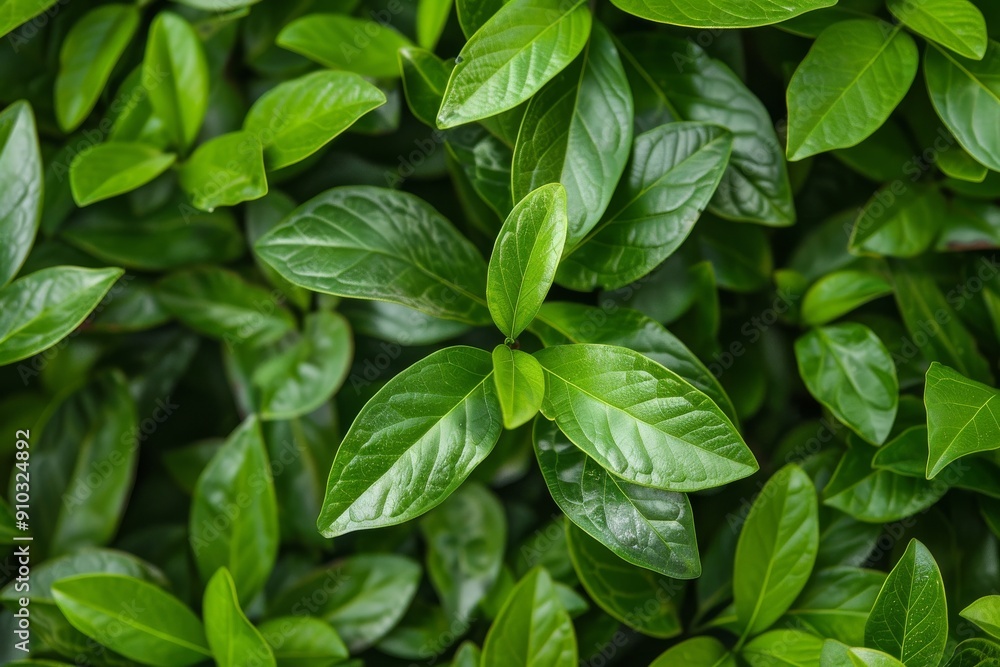 Fresh green lime leaves in springtime, selective focus with bokeh background - Tilia . Beautiful simple AI generated image in 4K, unique. Fresh green lime leaves in springtime, selective focus with bokeh background - Tilia . Beautiful simple AI generated image in 4K, unique.