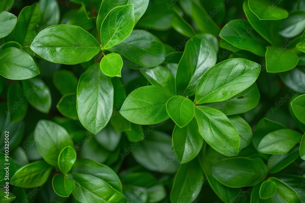 A macro close-up photo of the green leaves of the houseplant stephanotis jasmine. New leaf shoots. Copy space for text. Beautiful simple AI generated image in 4K, unique. A macro close-up photo of the green leaves of the houseplant stephanotis jasmine. New leaf shoots. Copy space for text. Beautiful simple AI generated image in 4K, unique.