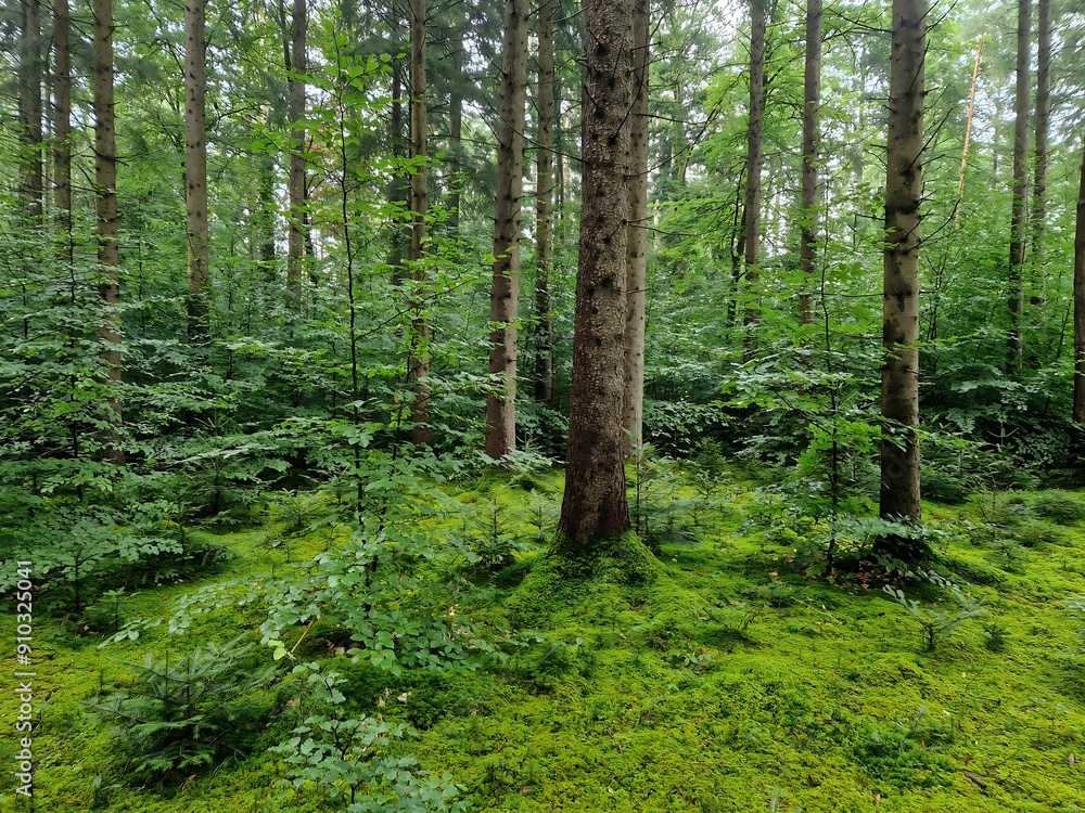 German Forest German Forest