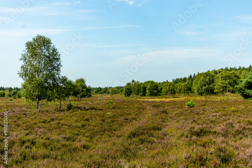 Ein herrliche Wanderung durch die einzigartige und farbenfrohe Landschaft der Behringer Heide - Bispingen - Niedersachsen - Deutschland photo