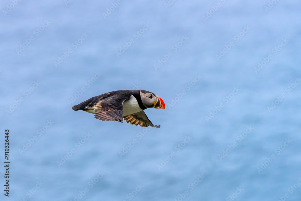 Atlantic puffin, Fratercula arctica, returning from sea to Hornøya, uninhabited island in Vardø Municipality in Finnmark county, Norway Atlantic puffin, Fratercula arctica, returning from sea to Hornøya, uninhabited island in Vardø Municipality in Finnmark county, Norway