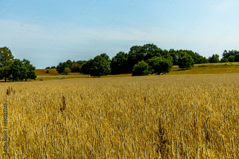 Ein herrliche Wanderung durch die einzigartige und farbenfrohe Landschaft der Behringer Heide - Bispingen - Niedersachsen - Deutschland