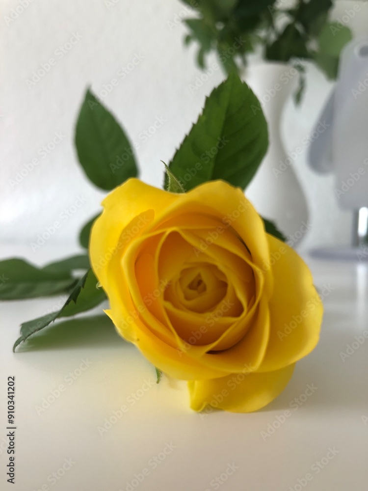 yellow rose with leaves on a white table yellow rose with leaves on a white table