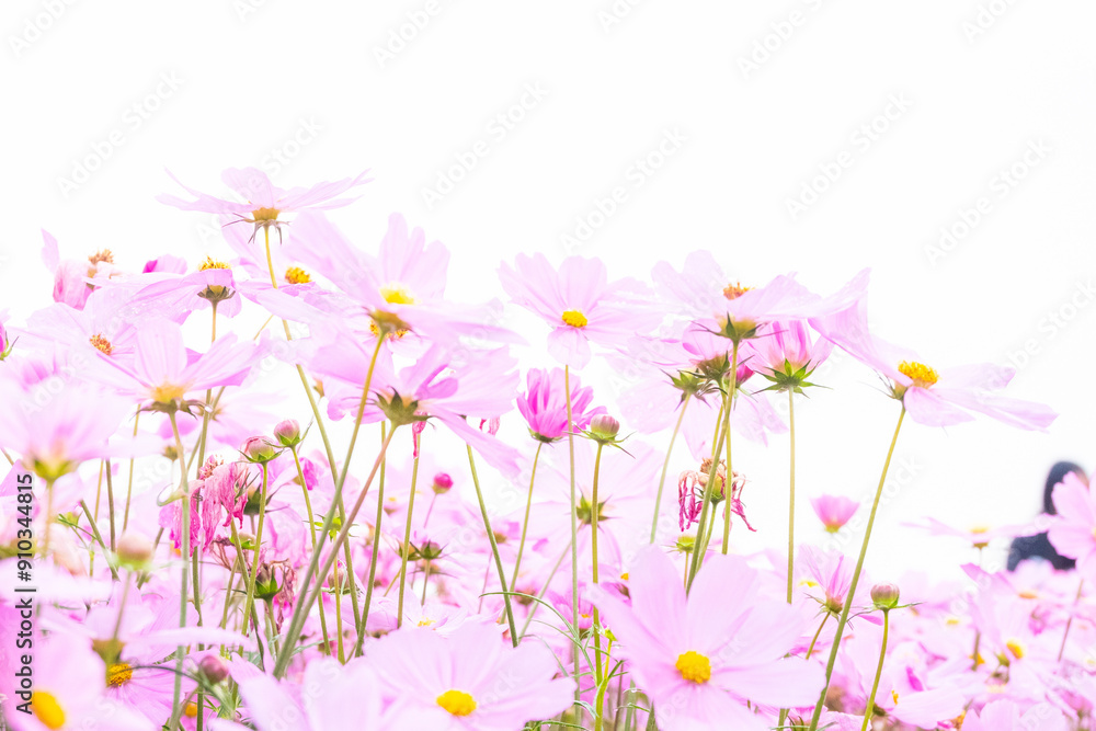 Beautiful cosmos flowers blooming in garden,Scenic cosmos flower field landscape at sunset,pink cosmos flower blooming in the field,Selective focus. Beautiful cosmos flowers blooming in garden,Scenic cosmos flower field landscape at sunset,pink cosmos flower blooming in the field,Selective focus.
