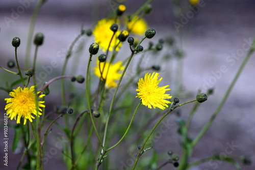 Yellow dandelions on a meadow