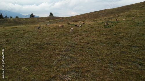 Aerial drone footage of cows on green field on mountains background. Cattle on green field. Cow farm. Baiului Mountains Azuga, Romania photo