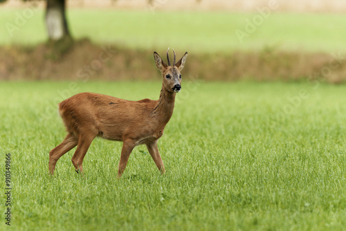 Rehbock auf der Weide