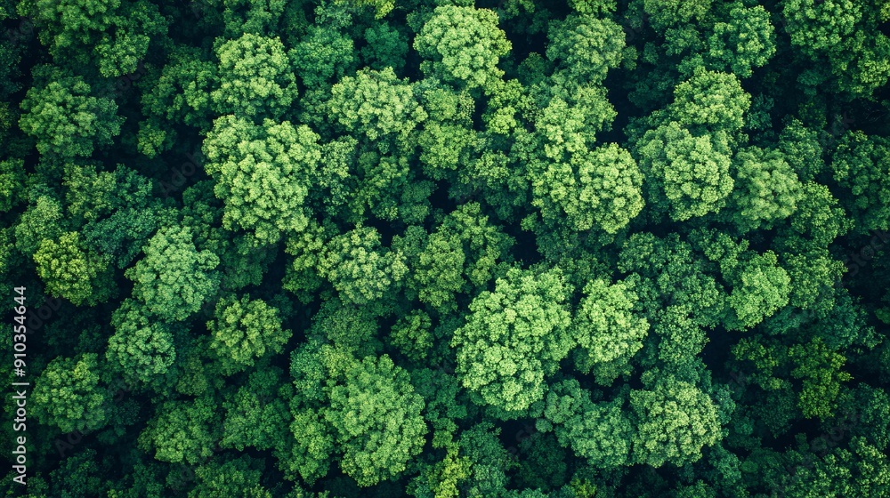 Aerial view of nature green forest and tree. Forest ecosystem and health concept and background, texture of green forest from above.Nature conservation concept.Natural scenery tropical green forest. Aerial view of nature green forest and tree. Forest ecosystem and health concept and background, texture of green forest from above.Nature conservation concept.Natural scenery tropical green forest.