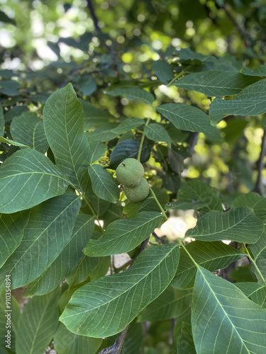 green walnut fruits on a tree, on a sunny day, in summer. Walnut in the garden, cultivation and pests. Harvest