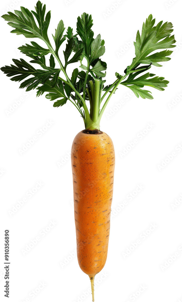 A single carrot with green leaves on top, isolated against white background A single carrot with green leaves on top, isolated against white background