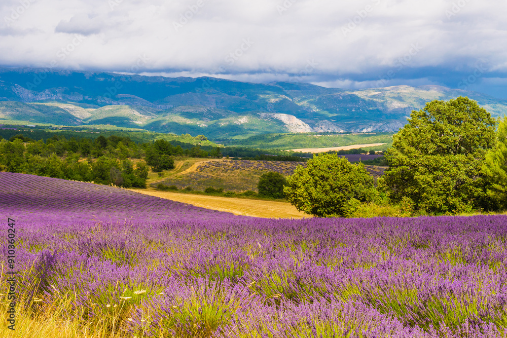 Provence landscape with lavender fields, France Provence landscape with lavender fields, France