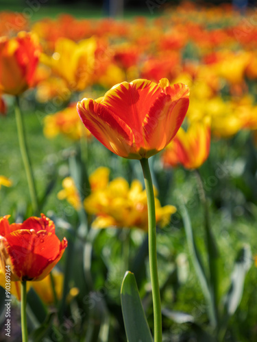 Red and yellow tulips