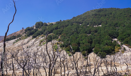 Mountain landscape with dried trees and lush green forest. At Hutam mati papandayan mountain photo