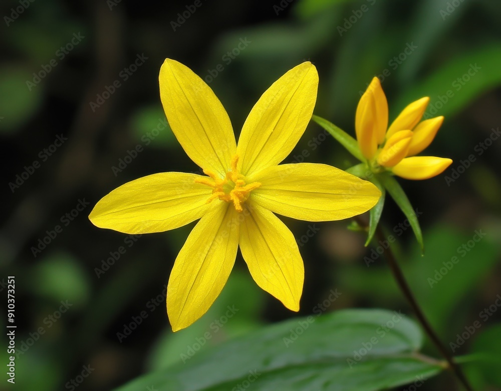 yellow flower with two petals, called nightshade flower or evening primrose yellow flower with two petals, called nightshade flower or evening primrose