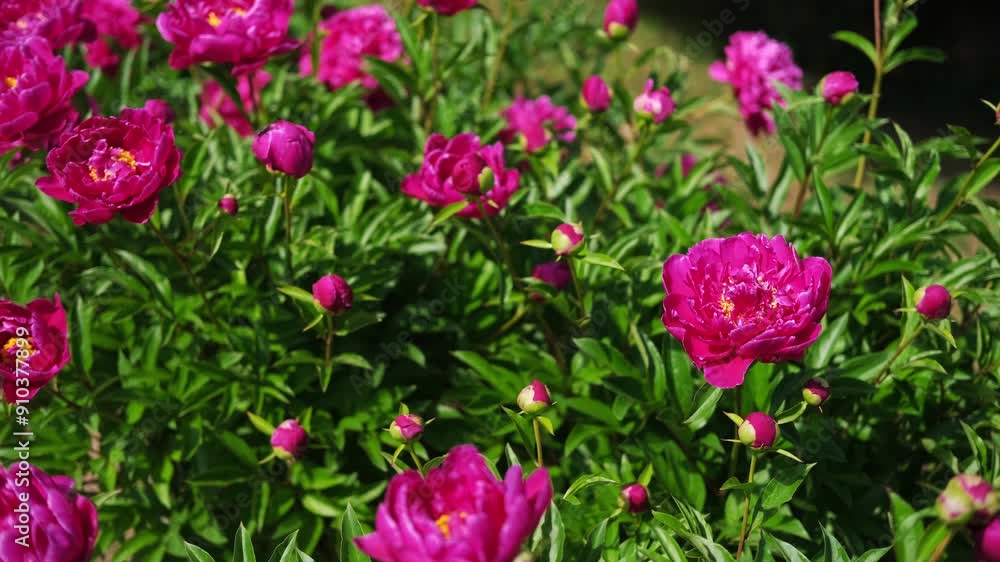 Pink peony growing, blurred leaves background. Gently fresh flower bush. Gardening, landscaping. Plant Nurse Ad. Backdrop for product promote. Flower shop. Green home garden. Landscape design. Path Pink peony growing, blurred leaves background. Gently fresh flower bush. Gardening, landscaping. Plant Nurse Ad. Backdrop for product promote. Flower shop. Green home garden. Landscape design. Path