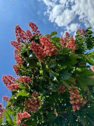 Red horse chestnut tree, blossom of red buckeye