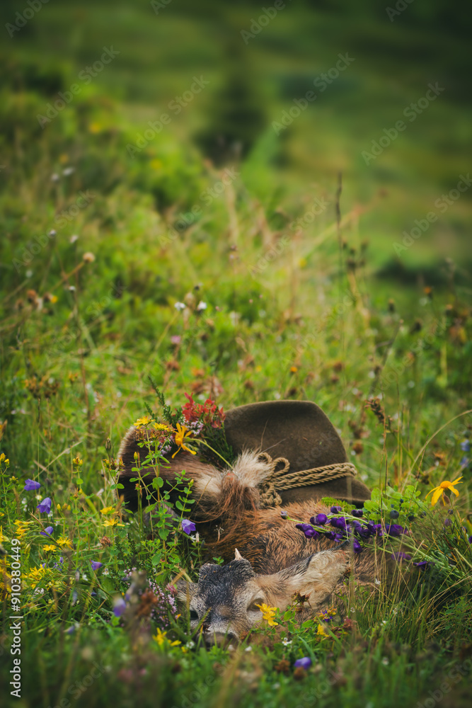 Obraz premium celebration the trophy of a roe buck yearling with a gray face after the hunt, on the mountains at the rutting season