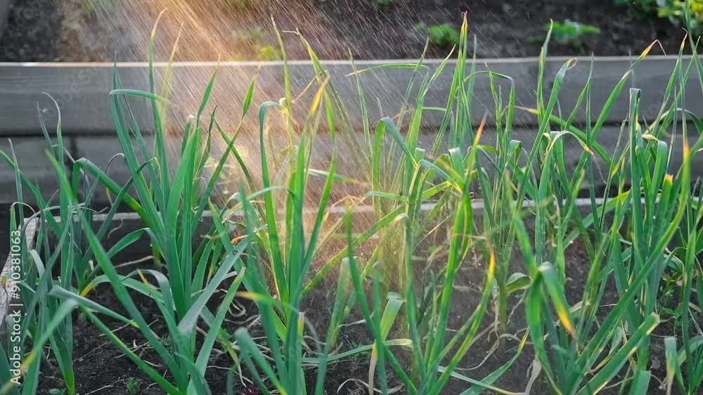 Farmer watering a plant with a watering hose sprinkler. Beautiful growing green onion field. Farming agriculture, young garlic. Chive plantation. Vegetable garden. Agriculture. Water drops on scallion Farmer watering a plant with a watering hose sprinkler. Beautiful growing green onion field. Farming agriculture, young garlic. Chive plantation. Vegetable garden. Agriculture. Water drops on scallion