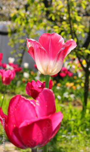 peeled fuchsia and purple tulips blooming in the garden in Holland in spring photo