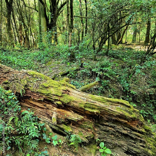 Árbol caido en el bosque.