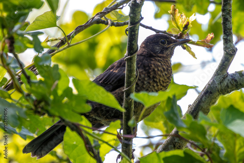 Photography Juvenile Blackbird (Turdus merula) - Commonly found in gardens and wooded areas