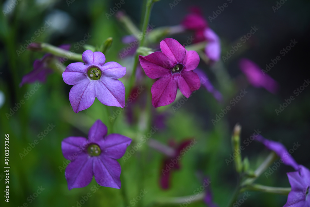 Colorful flowers of fragrant tobacco in the summer garden. Nicotiana alata. Decorative tobacco flowers. Colorful flowers of fragrant tobacco in the summer garden. Nicotiana alata. Decorative tobacco flowers.
