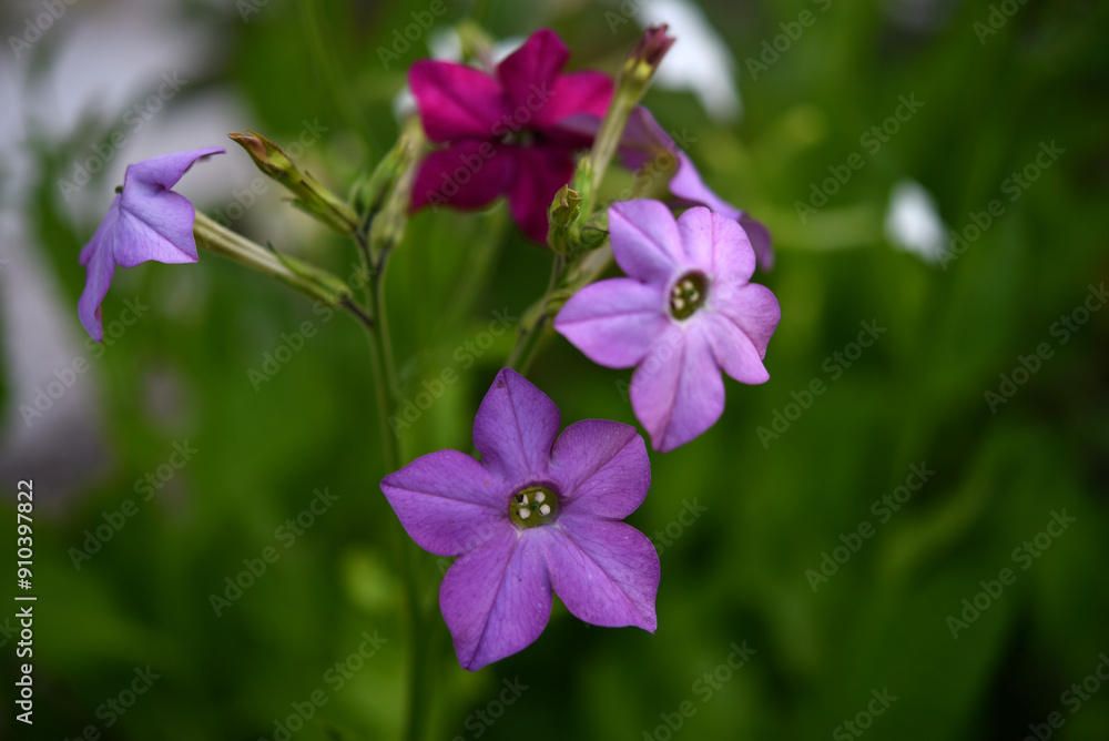 Colorful flowers of fragrant tobacco in the summer garden. Nicotiana alata. Decorative tobacco flowers. Colorful flowers of fragrant tobacco in the summer garden. Nicotiana alata. Decorative tobacco flowers.