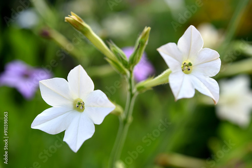 Colorful flowers of fragrant tobacco in the summer garden. Nicotiana alata. Decorative tobacco flowers.
