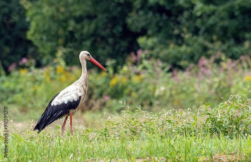 white stork standing in the bushes, southern Poland photo