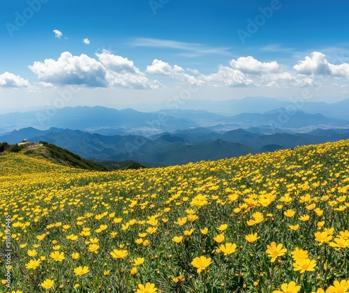 endless yellow wildflowers cover the green grass on Mount Lushan, with a blue sky and white clouds in the distance